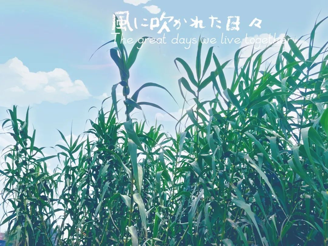宫崎骏动画里的夏天，藏着治愈人生的天藏秘密